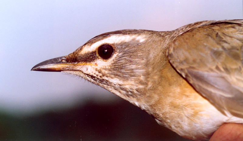 CuneoBirding Birdwatching In Provincia Di Cuneo