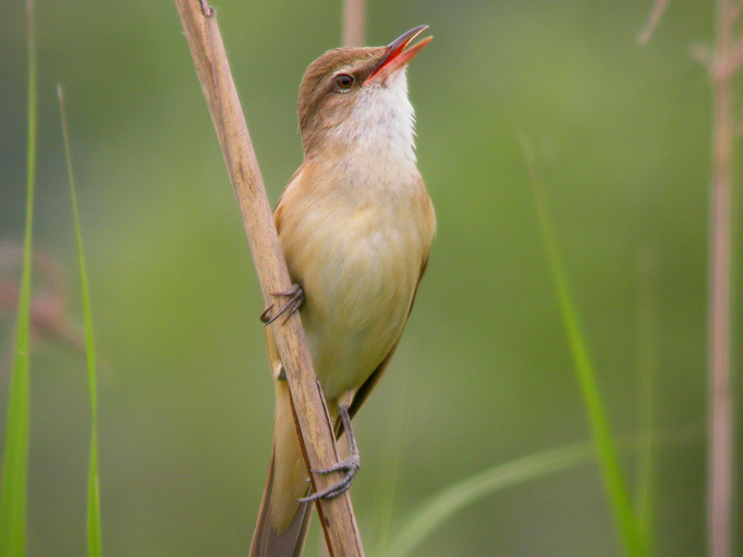 Cannareccione