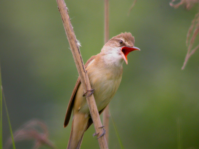 Cannareccione