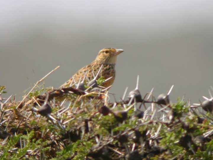 Allodola nucarossiccia