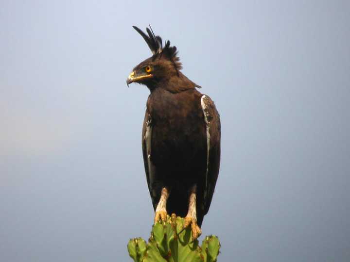 Aquila crestalunga