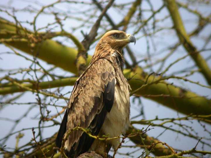 Aquila rapace