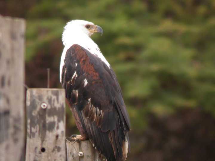 Aquila urlatrice