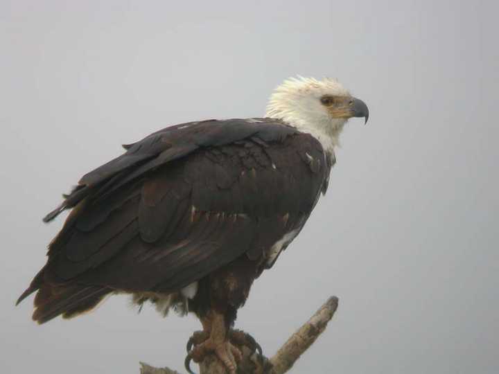 Aquila urlatrice