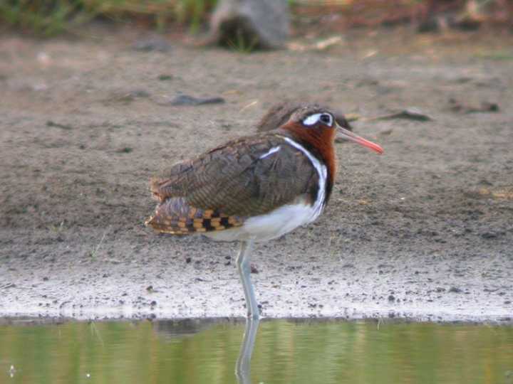 Beccaccia dorata maggiore