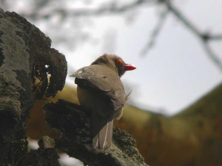 Bufaga beccorosso