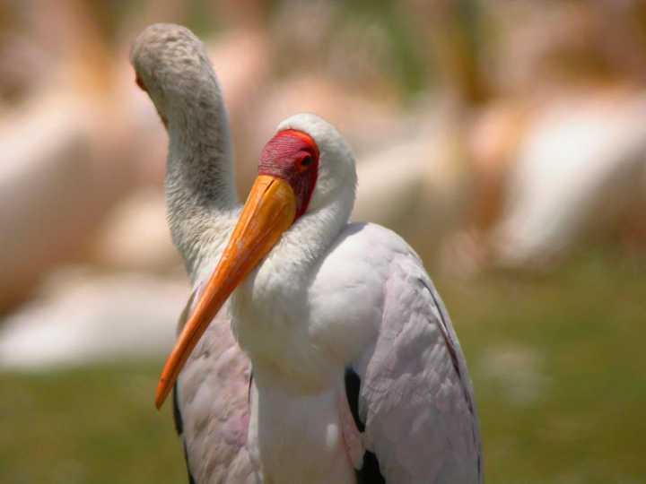 Cicogna beccogiallo