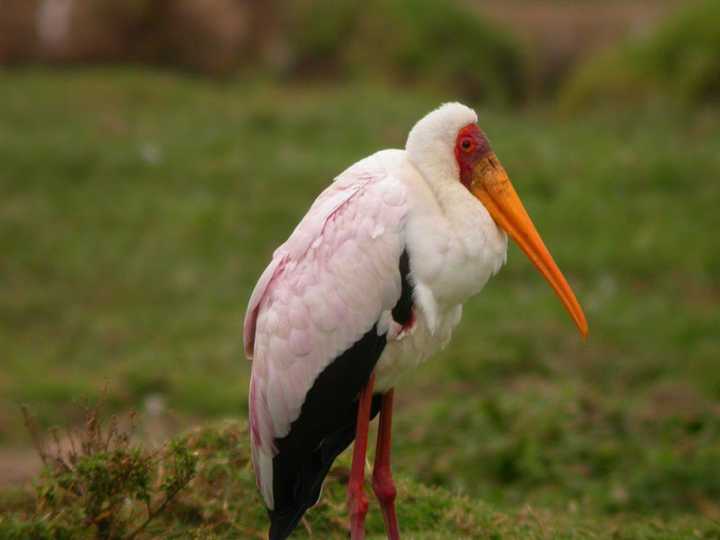 Cicogna beccogiallo