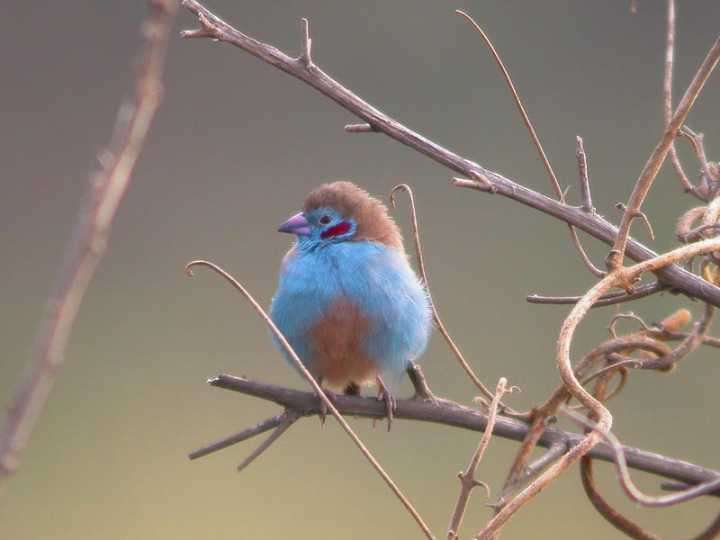 Cordon blu guancerosse