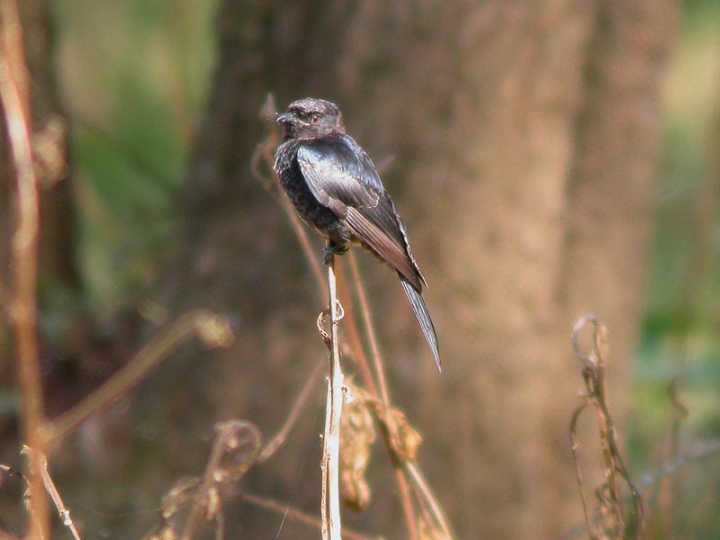 Drongo codaforcuta