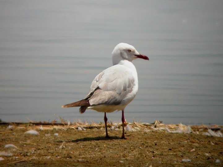 Gabbiano testagrigia