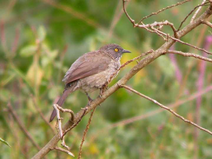 Garrulo sagittato