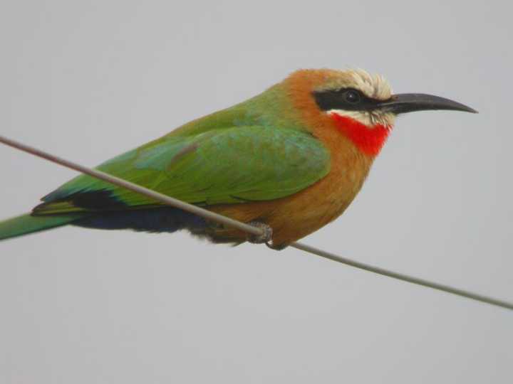 Gruccione frontebianca