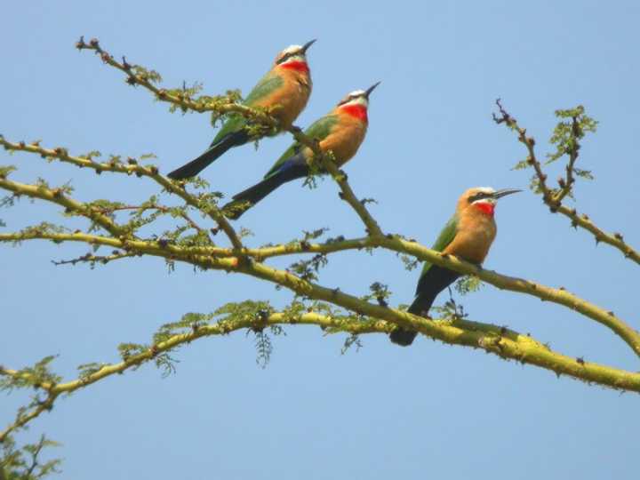 Gruccione frontebianca