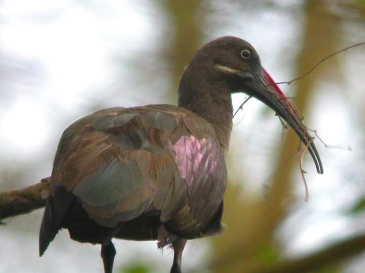 Ibis hadada