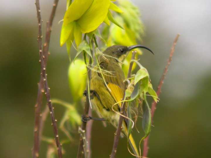 Nettarinia alidorate