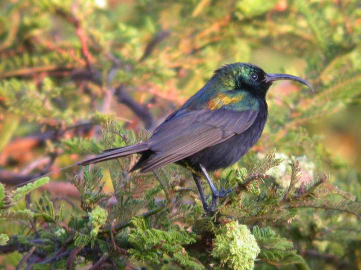 Nettarinia bronzea