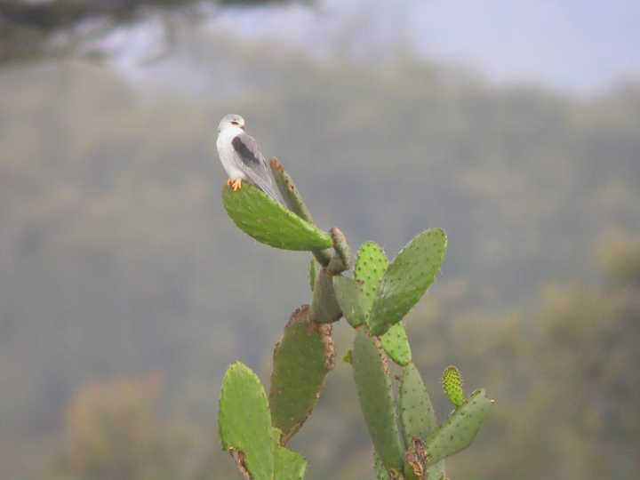 Nibbio bianco