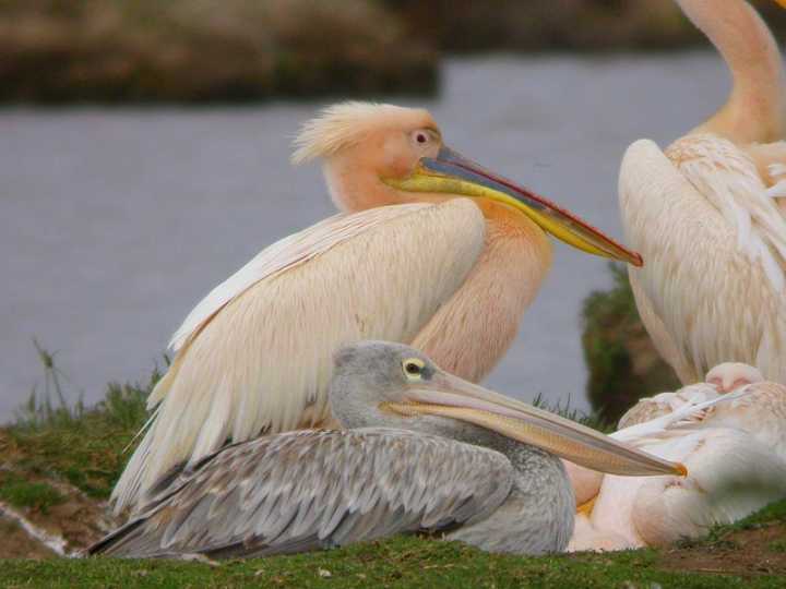 Pellicano rossiccio