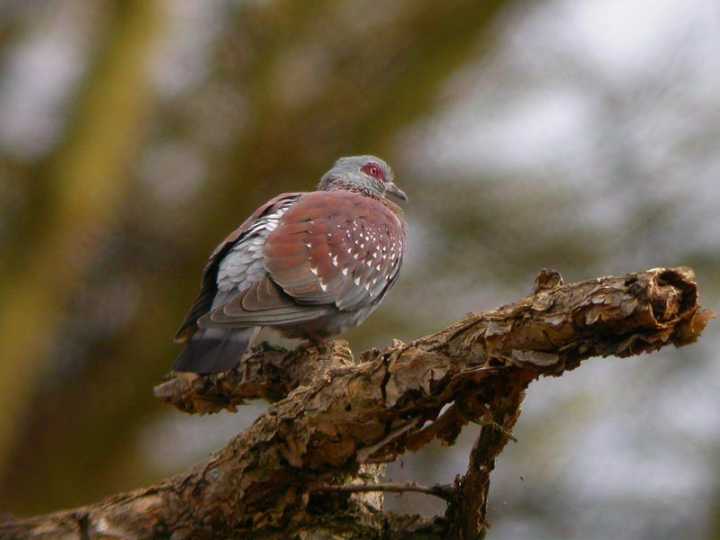 Piccione marezzato