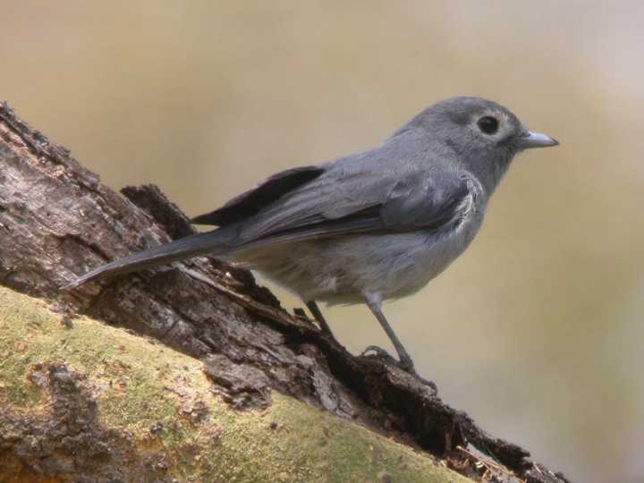 Pigliamosche ardesia occhibianchi