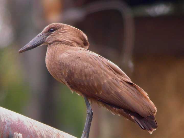 Uccello martello