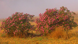 Fioritura di Oleandri