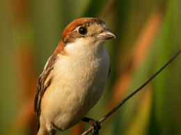 Averla capirossa
