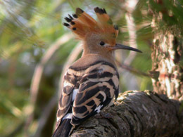 Upupa