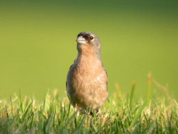 Fringuello ssp africana