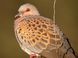 Tortora ssp arenicola