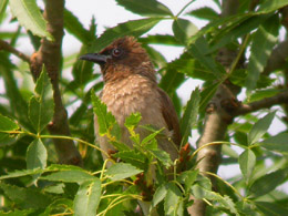 Bulbul comune