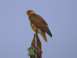 Poiana codabianca