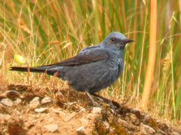 Passero solitario
