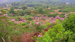 Ain Draham