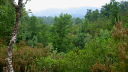 La foresta di Ain Draham