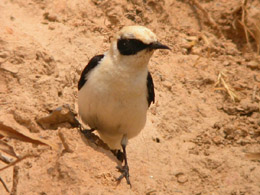 Monachella