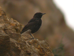 Monachella nera